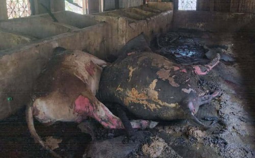 দাগনভূঞায় গরুর খামারে অগ্নিকাণ্ড   প্রায় ২০ লাখ টাকার ক্ষতি