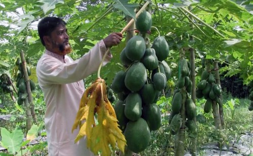 মিরসরাইয়ে সর্জন পদ্ধতিতে পেঁপে চাষে সফল মুসলিম উদ্দীন