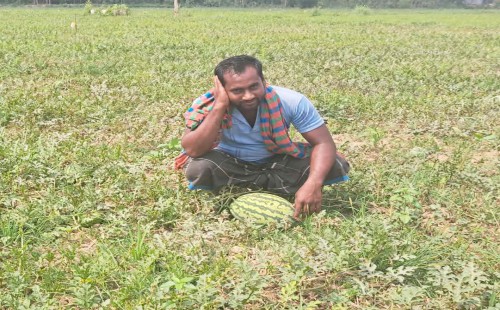 ছাগলনাইয়াতে তরমুজ চাষীদের মাথায় হাত