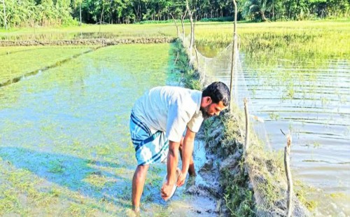 বৃষ্টি-জোয়ারে হাতিয়ায় ২৫ হাজার হেক্টর জমির ফসলের ক্ষতি, বিপাকে ৮০ হাজার কৃষক